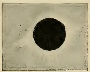 Zeichnung der Korona während der Totalen Sonnenfinsternis am 30.11.1853