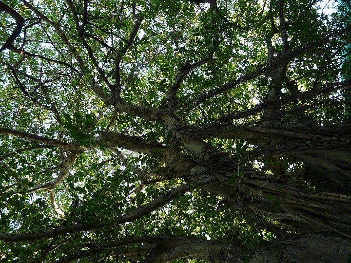 Im Im Sultanpark steht der älteste (angeblich 600 Jahre) und größte Baum von Male